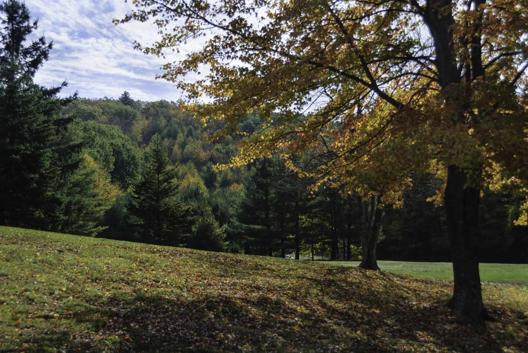 Grass and Trees in Diamond Hill Park in Cumberland Rhode Island