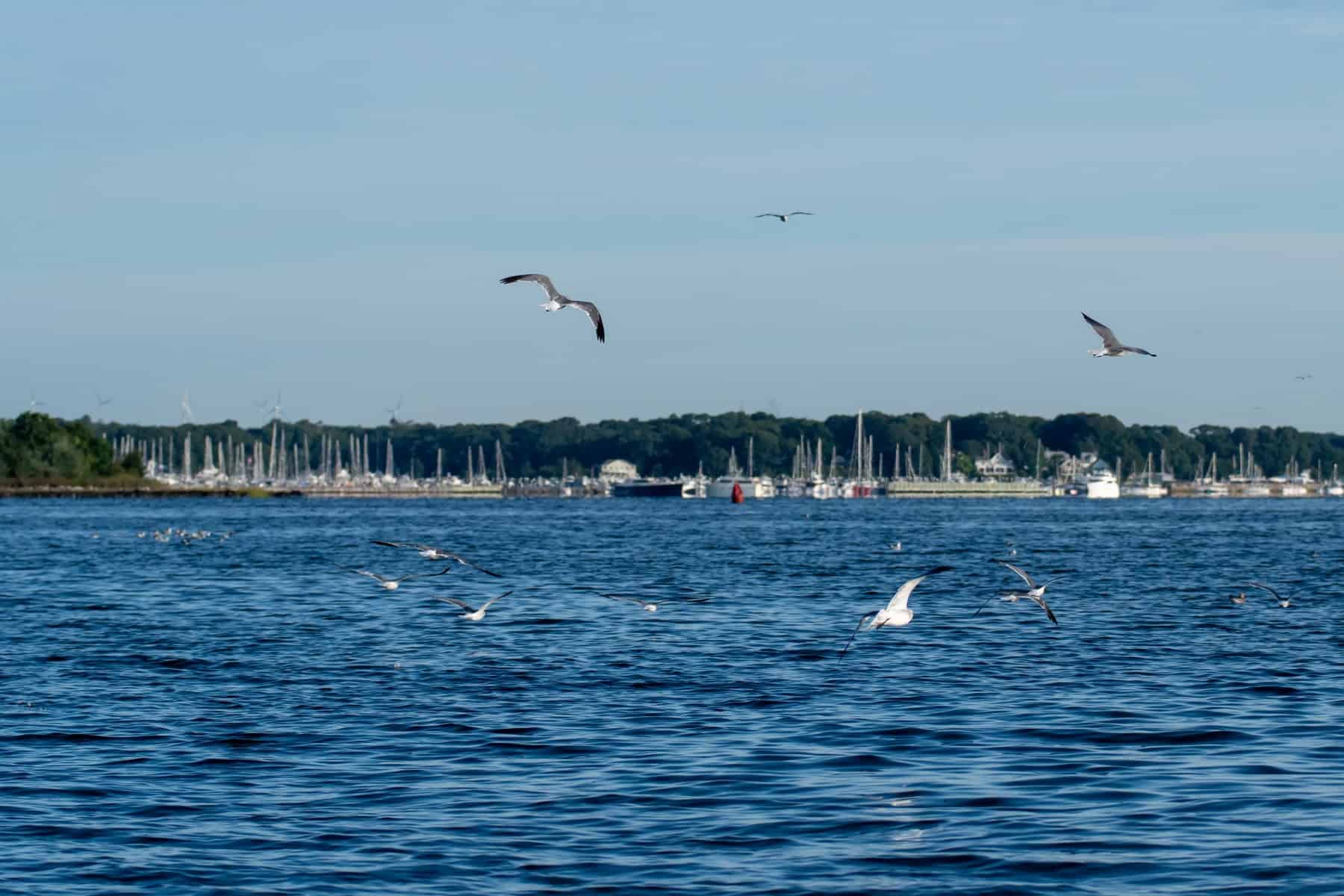 Seagulls Flying over the Water of the Greenwich Bay in East Greenwich Rhode Island